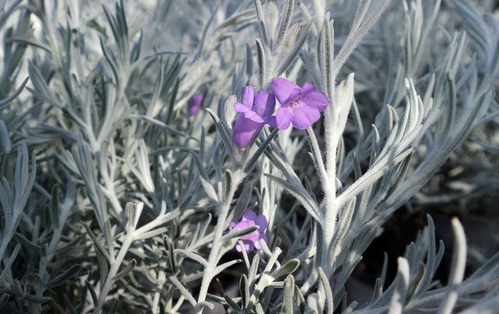 Eremophila Nivea Blue velvet - 5 Gallon
