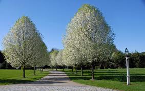 Pyrus calleryana 'Bradford' Standard Bradford Pear - 24" Box