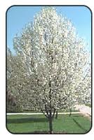 Pyrus calleryana 'Aristocrat' Aristocrat Pear - 15 Gallon Standard