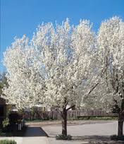 Pyrus calleryana 'Bradford' Standard Bradford Pear - 24" Box