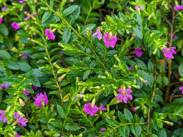  False Heather "Cuphea hyssopifolia" - 5 Gallon 
