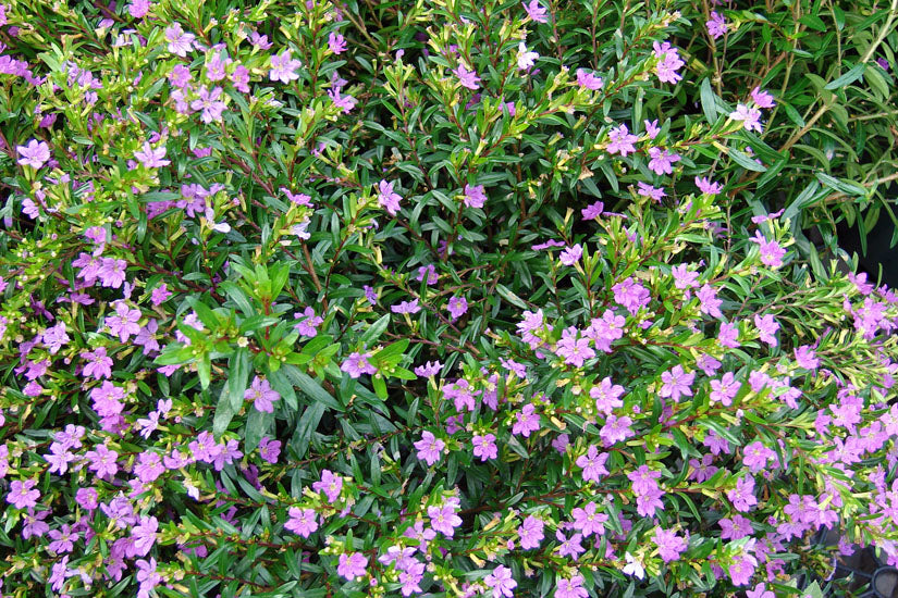  False Heather "Cuphea hyssopifolia" - 5 Gallon 