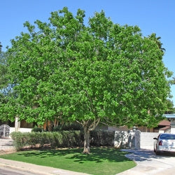 Fan Tex Ash  (Fraxinus velutina) - 15 Gallon Standard