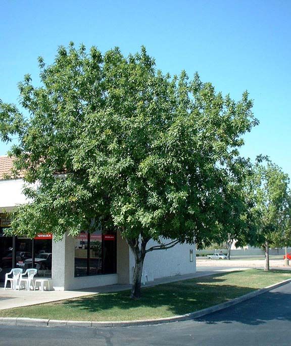 Fan Tex Ash  (Fraxinus velutina) - 15 Gallon Standard