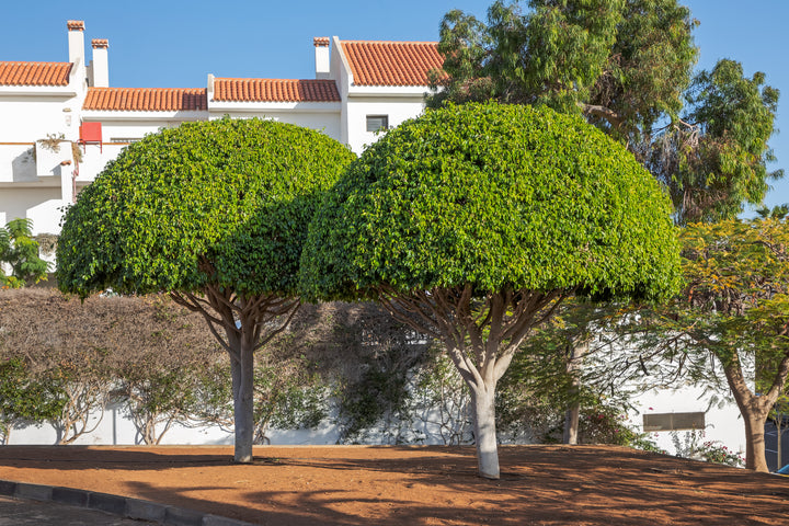Ficus Nitida Indian Laurel Fig Tree
