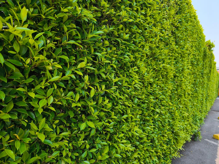 Ficus Nitida Indian Laurel Hedge