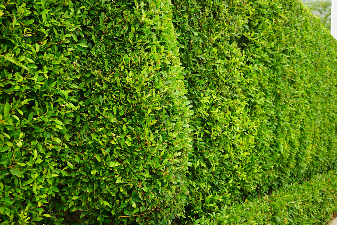 Ficus Nitida Indian Laurel Hedge