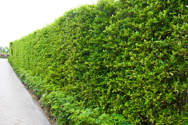 Ficus Nitida Indian Laurel Hedge