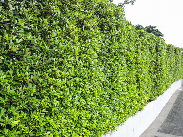 Ficus Nitida Indian Laurel Hedge