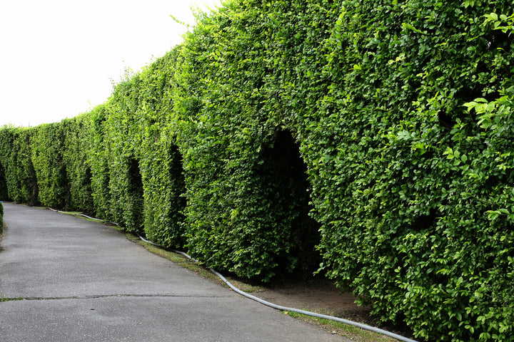 Ficus Nitida Indian Laurel Hedge