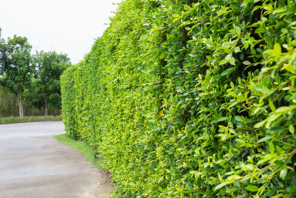 Ficus Nitida Indian Laurel Hedge