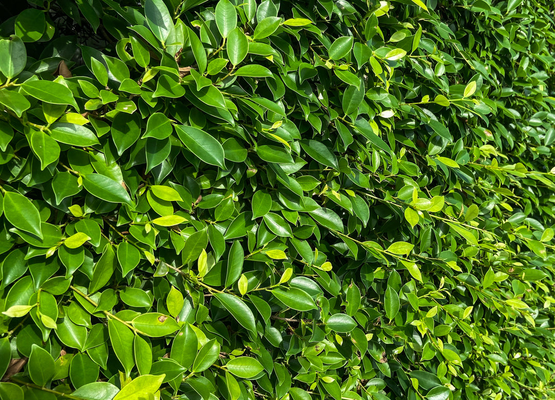 Ficus Nitida Indian Laurel Hedge