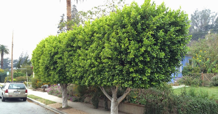 Ficus Nitida - Indian Laurel Fig - 15 Gal Tree