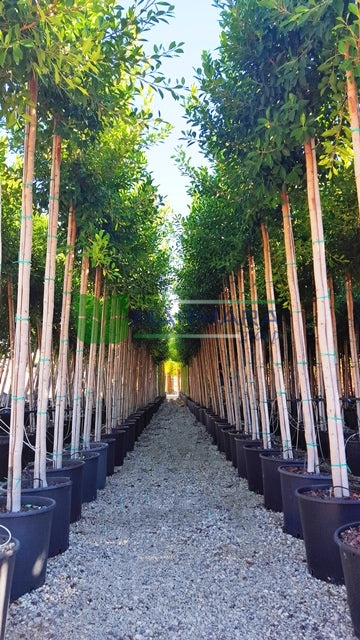 Ficus Nitida - Indian Laurel Fig - 15 Gal Tree
