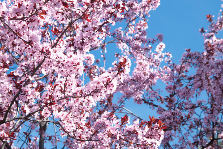 Flowering Plum Tree