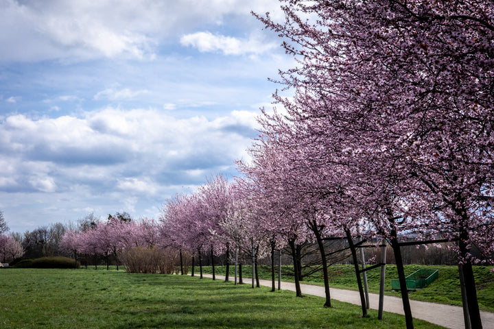 Flowering Plum Tree