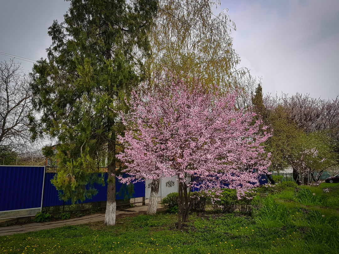 Flowering Plum Tree