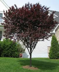 Prunus cerasifera ' Flowering Plum ' - 15 Gallon