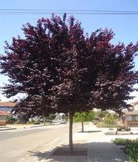Prunus cerasifera ' Flowering Plum ' - 15 Gallon