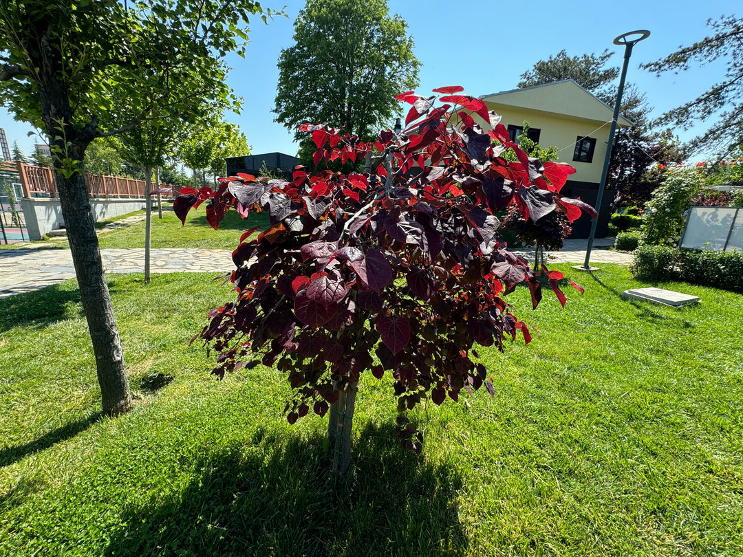 Forest Pansy Redbud Tree