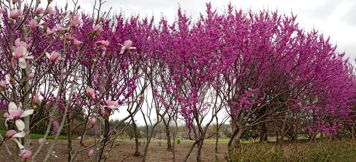 Forest Pansy Redbud Tree