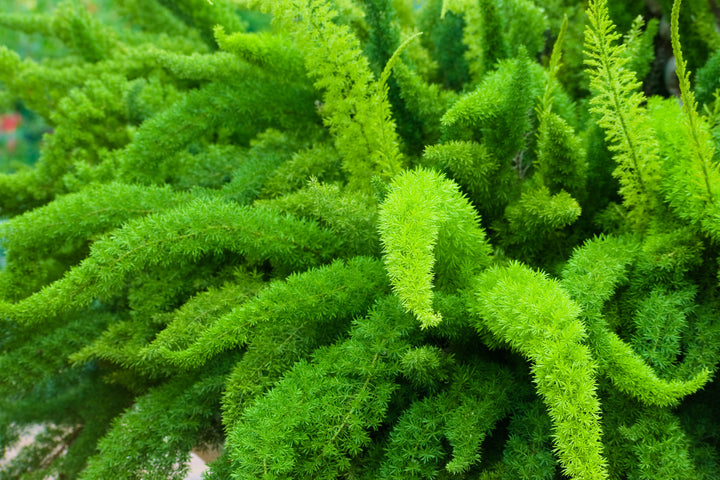 Foxtail Asparagus Fern