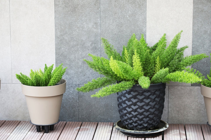 Foxtail Asparagus Fern