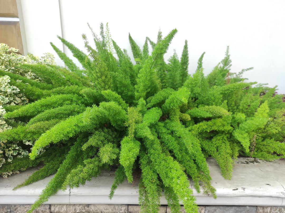 Foxtail Asparagus Fern