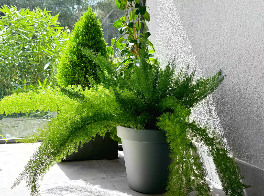 Foxtail Asparagus Fern