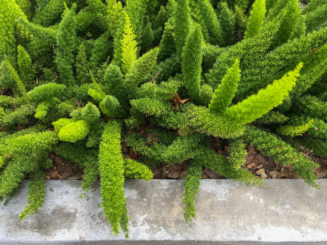 Foxtail Asparagus Fern
