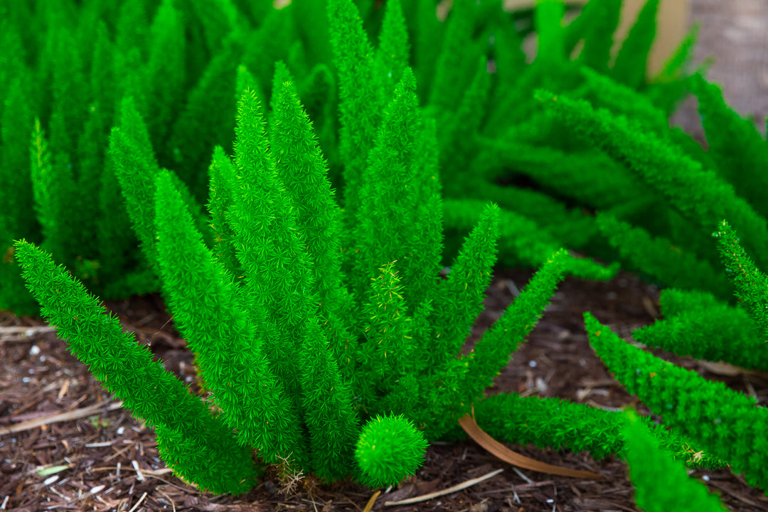 Foxtail Asparagus Fern