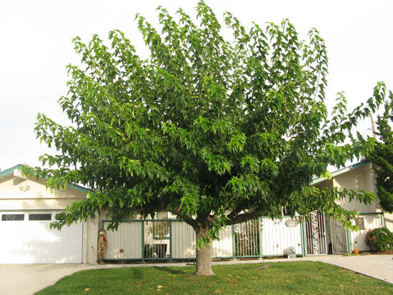 Morus alba 'Fruitless Mulberry'  - 24" Box Standard