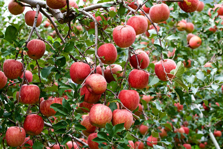 Fuji Apple Tree - 15 Gallon