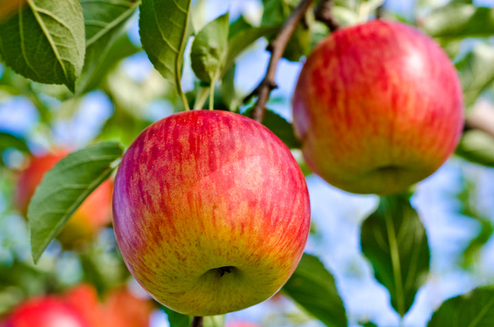 Fuji Apple Tree - 15 Gallon