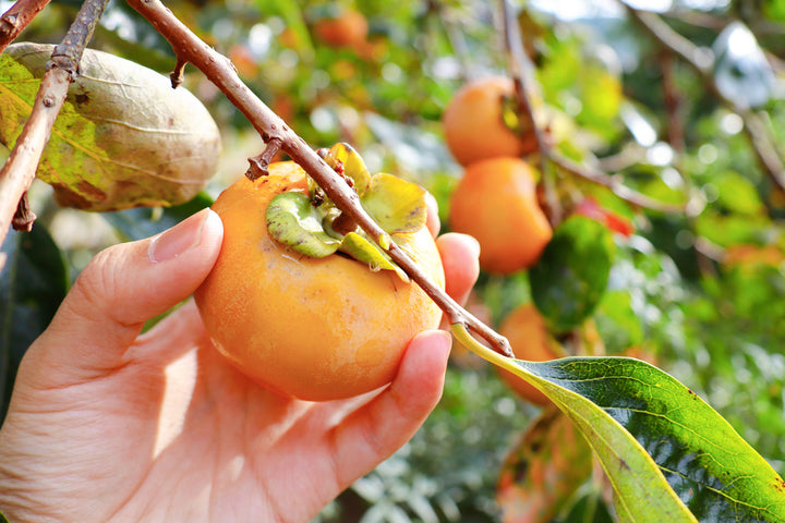 Fuyu Persimmon Tree - 15 Gallon