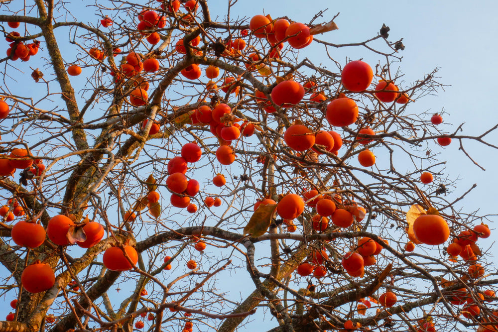 Fuyu Persimmon Tree - 15 Gallon