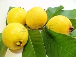 Guava Yellow Tree - 24" Box 