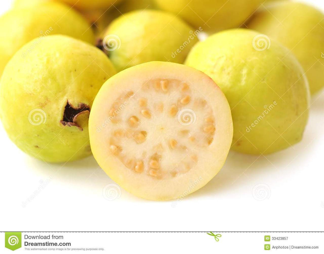 Guava Yellow Tree - 24" Box 