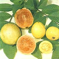 Guava Yellow Tree - 24" Box 
