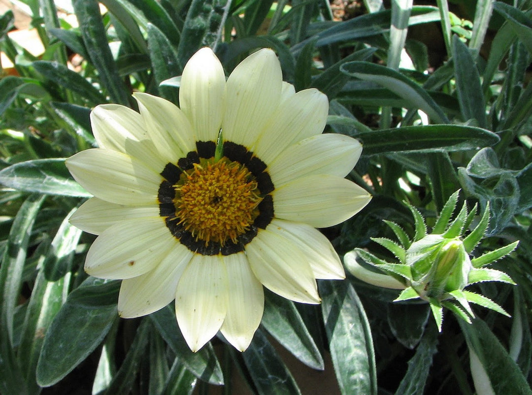 Gazania White - Flat