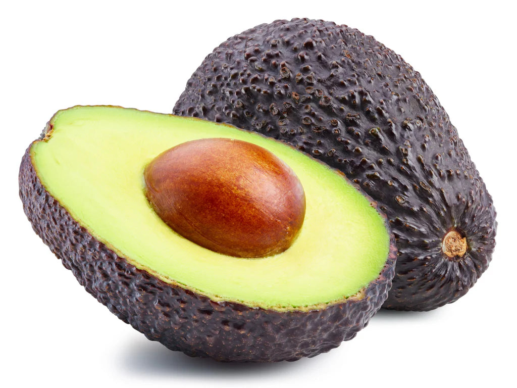 Gem Avocado Tree - 15 Gallon