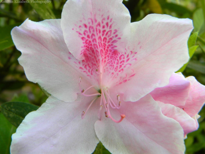 Azalea 'George L. Taber' - 5 Gallon