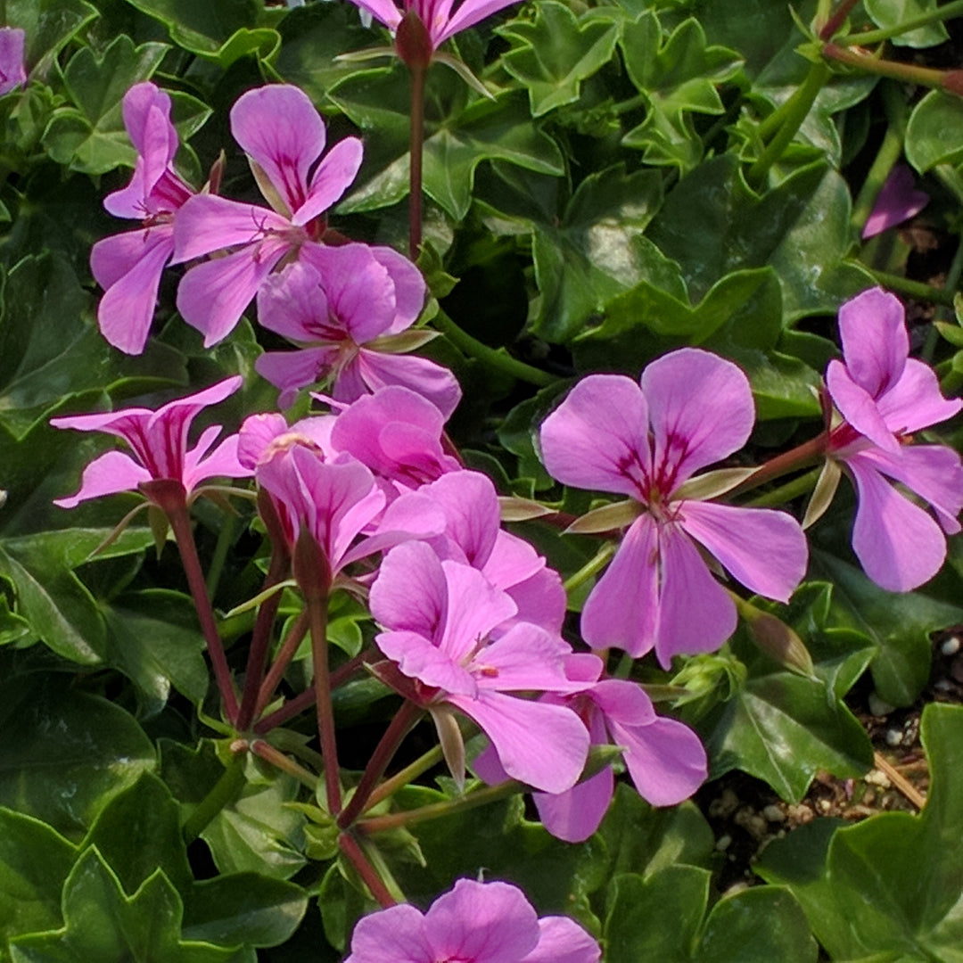 Geranium Blizzard Blue - 5 Gallon