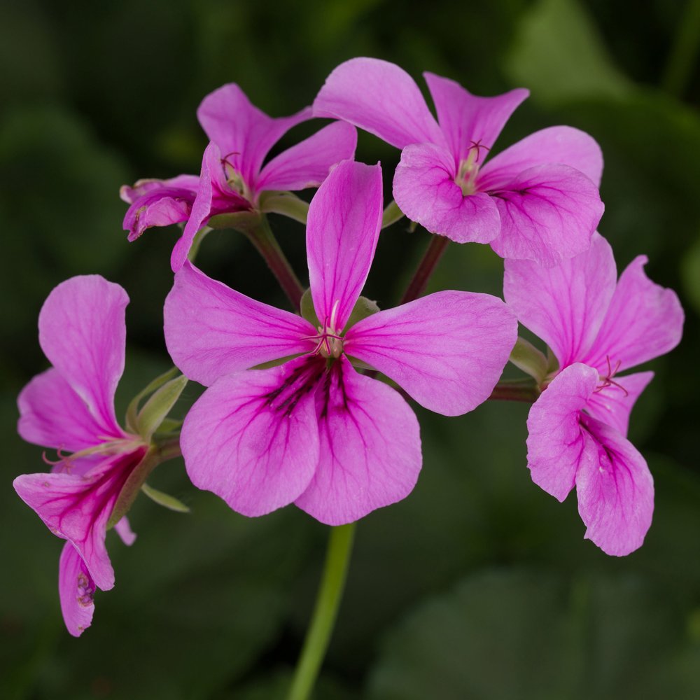 Geranium Blizzard Blue - 5 Gallon