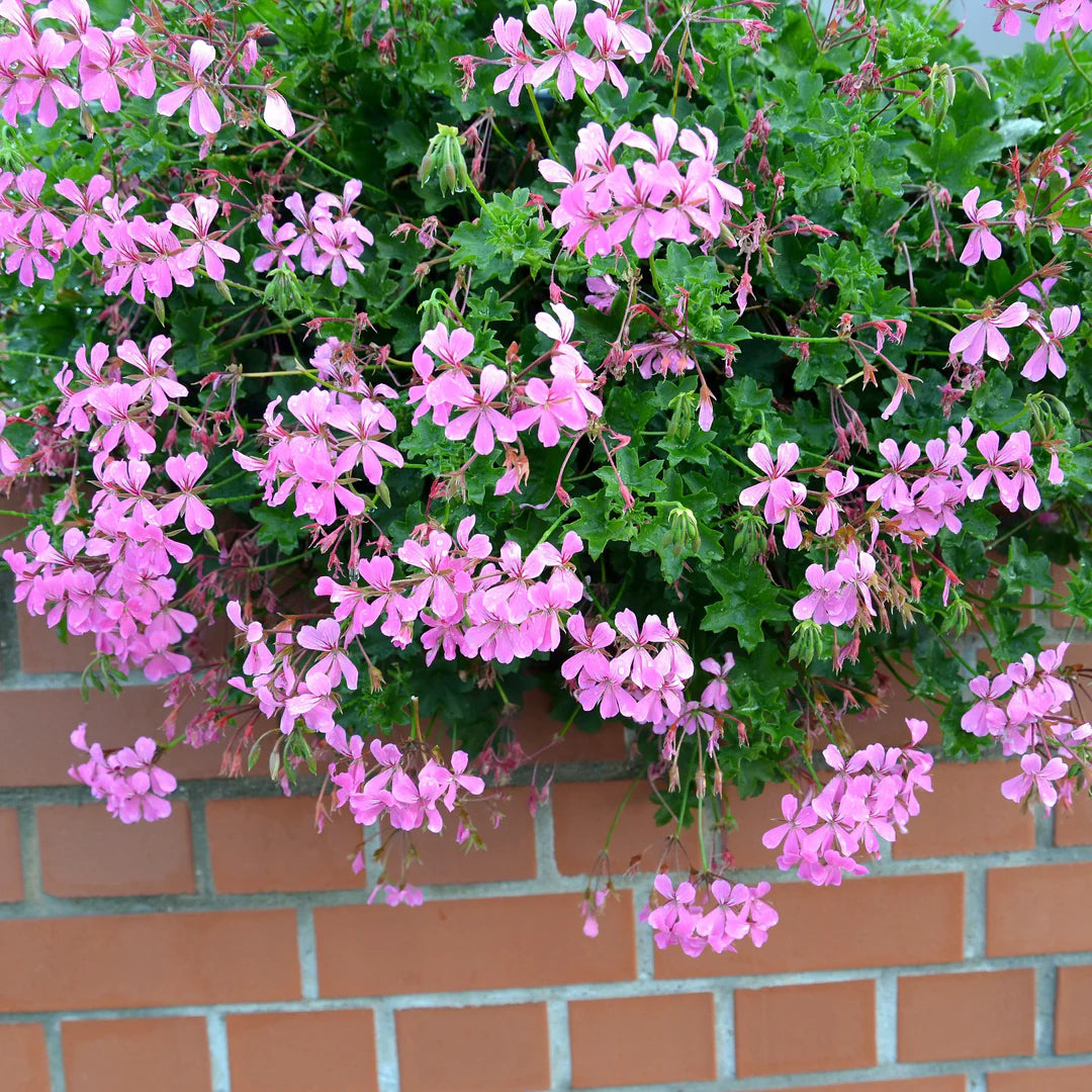Geranium Blizzard Blue - 5 Gallon
