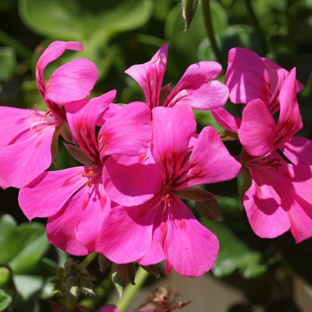 Geranium Blizzard Pink - 5 Gallon