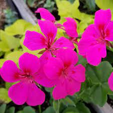 Geranium Blizzard Pink - 5 Gallon