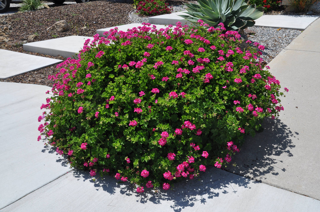Geranium Blizzard Pink - 5 Gallon