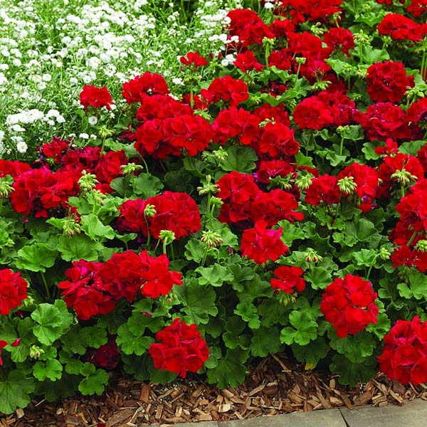 Red Zonal Geranium - 5 Gallon
