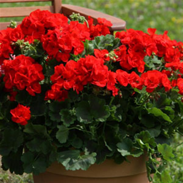Red Zonal Geranium - 5 Gallon